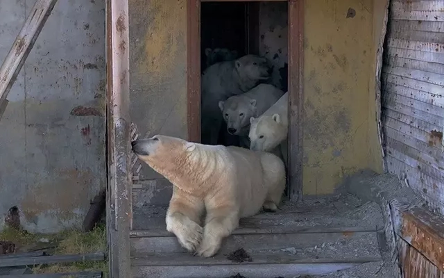 Cận cảnh gấu trắng chiếm trạm nghiên cứu giữa Bắc Cực hoang vắng