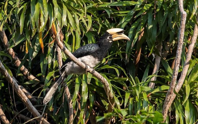 Khảo sát suốt nửa năm, phát hiện 27 "báu vật" lạ ở Vườn quốc gia Bái Tử Long: Một số cực quý hiếm, đang bên bờ tuyệt chủng