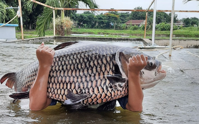 “Thủy quái” vùng Mê Kông có nguy cơ tuyệt chủng: Việt Nam có đột phá trong bảo tồn loài “vua cá”