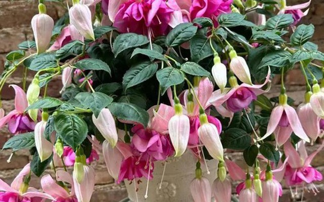 5 loại hoa “phá tiền” thường thấy trong nhà – trông đẹp nhưng lại khiến tài vận tiêu tán, nên bỏ ngay