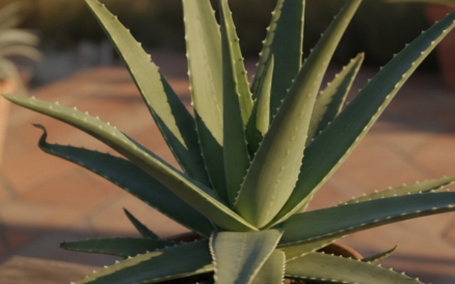 Loại cây mọng nước trị tiểu đường, táo bón, viêm loét đến mụn nhọt