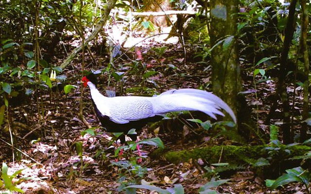 Nhiều động vật nhóm IB, IIB được ghi nhận qua bẫy ảnh tại Vườn Quốc gia Xuân Liên