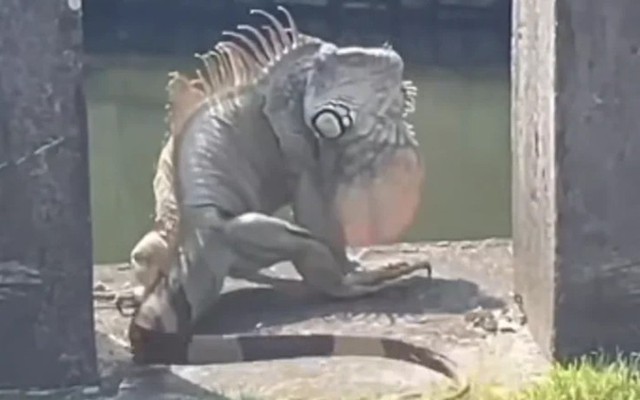 "Quái thú khổng lồ" ngồi chễm chệ trên phố, người dân Đài Nam (Trung Quốc) xôn xao: Đây có phải là Godzilla thật?