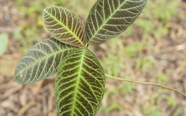 Bí mật cách trồng loài dược liệu quý ở Lào Cai, giúp người dân “hái ra tiền” mỗi năm