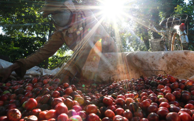 'Vàng' của người nông dân Việt vào mùa ‘lấp lánh’ - Xuất khẩu phá đỉnh lịch sử 8 tỷ USD, giá liên tục tăng phi mã vì đâu?
