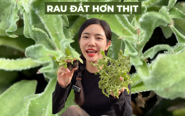 Sự thật về rau xà lách giá 300k/kg, vị mặn như muối đang được săn lùng nhất Việt Nam