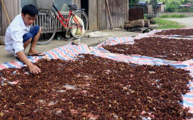 Việt Nam có một loại hoa vừa thu về hơn 45 triệu USD: Nước ta đứng thứ 2 thế giới, xuất khẩu hàng chục nghìn tấn mỗi năm