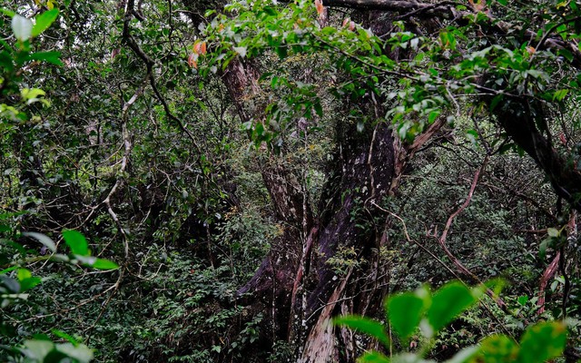 Báu vật hơn 500 năm tuổi được phát hiện từ năm 2004 - giờ đây, lần đầu tiên người dân Việt Nam có thể tận mắt chứng kiến