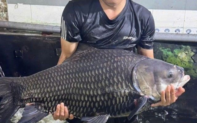 Lão nông U80 thuần hóa “thủy quái” sông Mê Kông suýt tuyệt chủng, trở thành tỷ phú