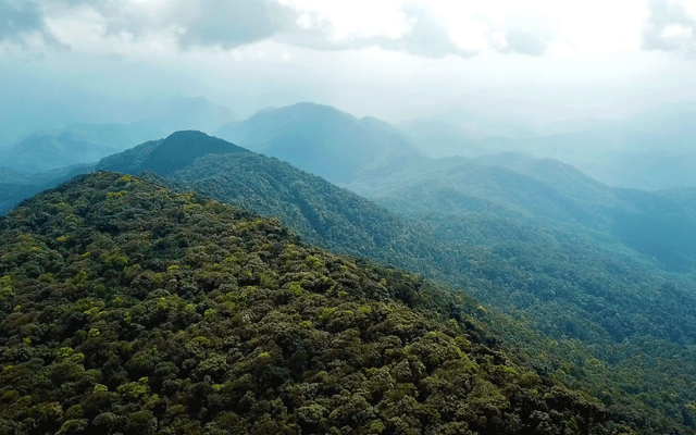 Loài vật quý hiếm lần đầu được phát hiện tại Việt Nam ở độ cao 1.000m: Cả thế giới vui mừng