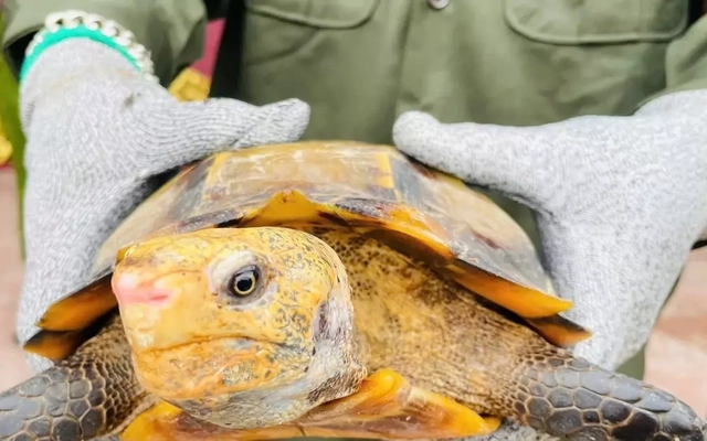 Hai cá thể rùa quý hiếm được phát hiện trong khuôn viên ngôi đền