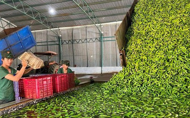 'Trái cây hạnh phúc' khiến người Nhật khó tính nhất cũng phải mê, Trung Quốc tranh phần nhập khẩu - Việt Nam có sản lượng hơn 2 triệu tấn/năm