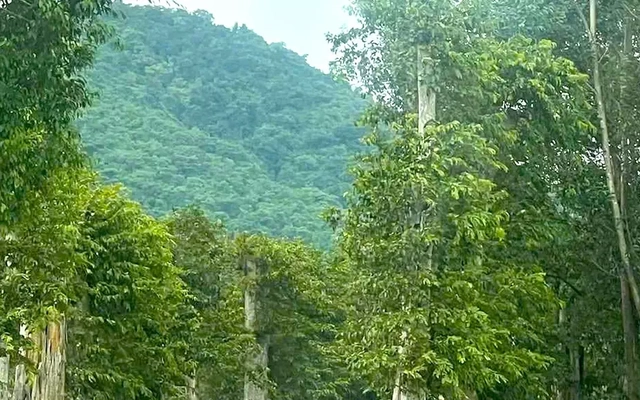 Buộc thôi việc Chi cục trưởng Chi cục Kiểm lâm tỉnh Gia Lai