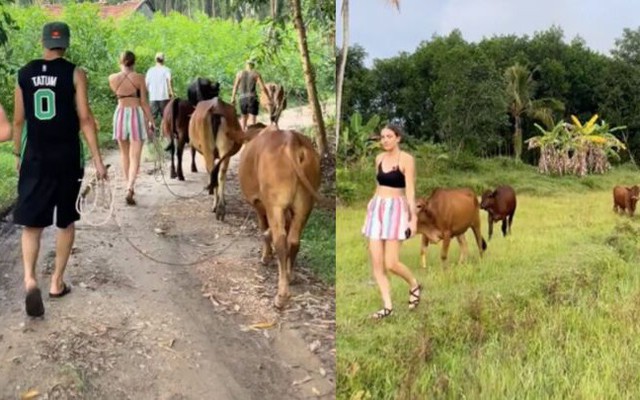 Clip du khách Tây mỗi người chăn một con bò khiến dân mạng thích thú