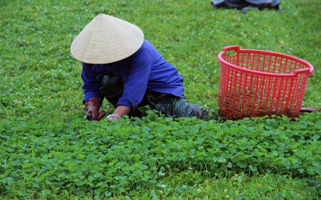 Rau dại mọc bờ ruộng nay thành cây “hái ra tiền”, được ví như sâm xanh: Thu bạc tỷ mỗi năm