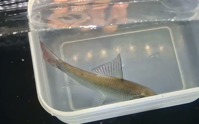 Trong lòng sông Nam Bộ ẩn giấu ‘kho báu’: Loài cá có thể "bay", đang dần cạn kiệt