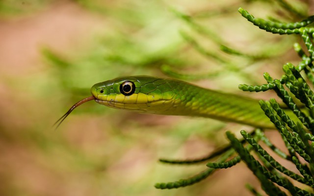 5 loại cây dụ rắn vào nhà: Nếu trồng phải thật cảnh giác