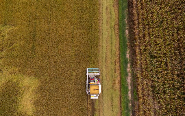 Lúa Việt "giống xịn, lãi cao" làm mưa làm gió, dân Thái Lan ồ ạt trồng: Báo động gạo Thái "tuyệt chủng"?