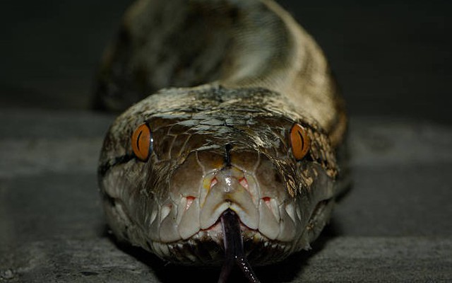 Loài rắn dài nhất thế giới, Việt Nam cũng có: Từng ghi nhận cá thể đạt gần 10 mét