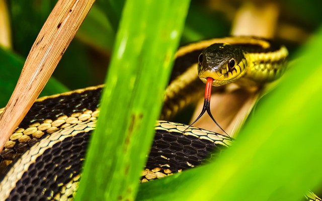7 loại cây rắn rất sợ, không dám tới gần