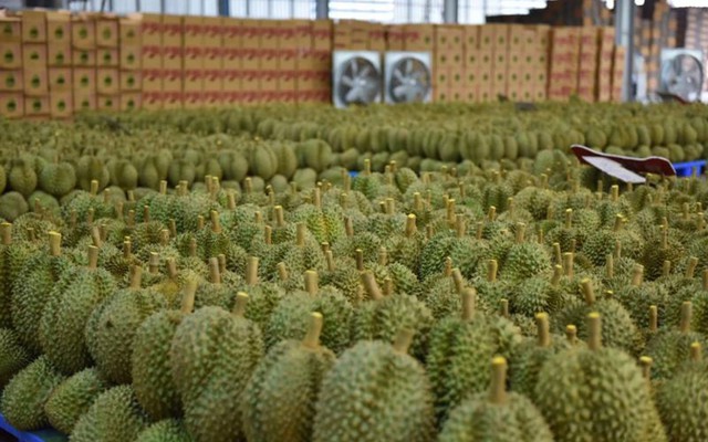 Đối thủ sầu riêng của Việt Nam, Thái Lan tăng tốc tại thị trường châu Âu, Mỹ: xuất khẩu gấp 3 lần, Trung Quốc vẫn là 'mỏ vàng' lớn nhất