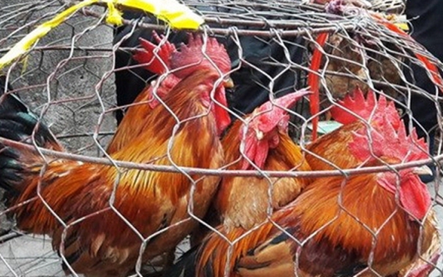 Cách phân biệt gà non và gà già khi mua gà sống