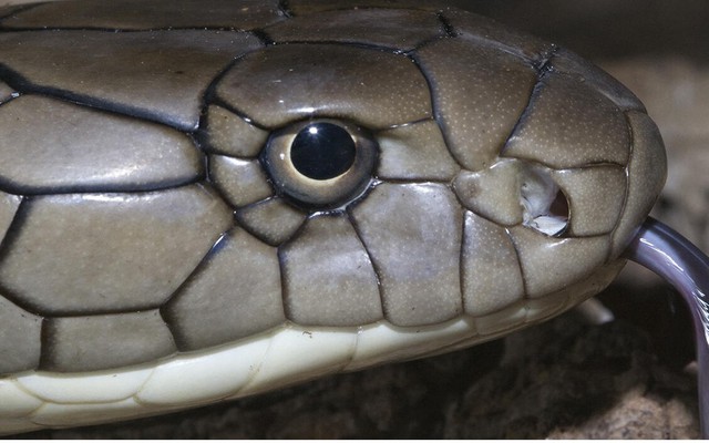 Loài rắn độc dài nhất thế giới, Việt Nam cũng có: Một cú tấn công đủ giết 20 người