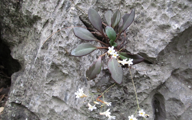 “Viên ngọc” quý thế giới chỉ Việt Nam có, nguy cơ tuyệt chủng trong tự nhiên