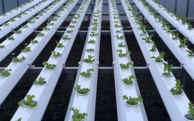 Biến đất khô cằn thành ‘vàng xanh’, một người dân Gia Lai thu 20 tỷ mỗi năm từ trồng loại rau này