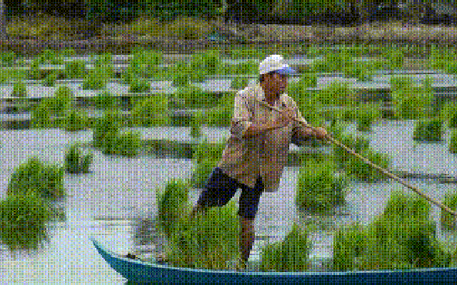 VIDEO: Tuyệt chiêu nghề ném mạ thuê ở Cà Mau