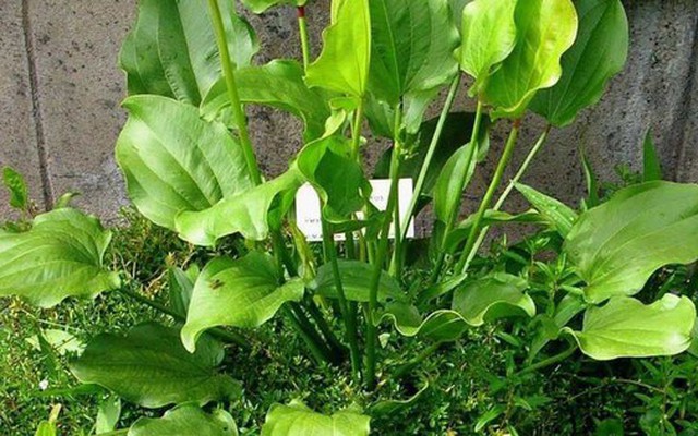 Trồng 1 trong 5 loại cây này, mệnh Thủy như có "lá bùa phong thủy" giữ của, hút lộc về nhà