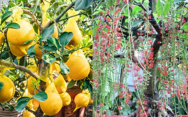 Ông bà dặn: "Trồng cây là gieo phúc" - 5 loài cây nên trồng để dòng họ thịnh, con cháu bình an!