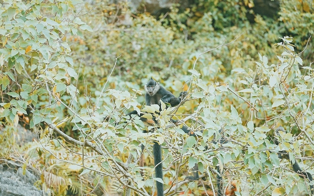 Việt Nam sở hữu “kho báu sống”: Quý hiếm bậc nhất thế giới, chuyên gia nước ngoài miệt mài săn tìm