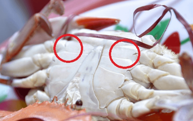 Mua cua đừng vội chọn con to, chủ cửa hàng tiết lộ: Nhìn vào chi tiết trên mình cua chọn mới chuẩn