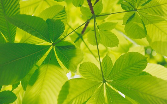 Quang hợp nhân tạo: Nhật Bản khởi động sứ mệnh năng lượng mặt trời toàn cầu