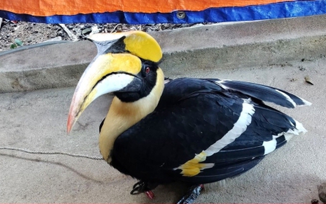 Chim hồng hoàng quý hiếm bay vào nhà dân ở Nghệ An