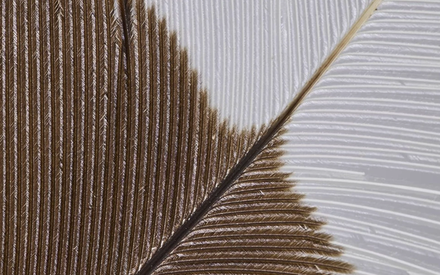 1 thứ nặng chưa tới 10gram nhưng đắt gấp 35 lần giá vàng: Tìm thấy từ 1 cá thể cực kỳ quý hiếm, nghi đã hoàn toàn tuyệt chủng