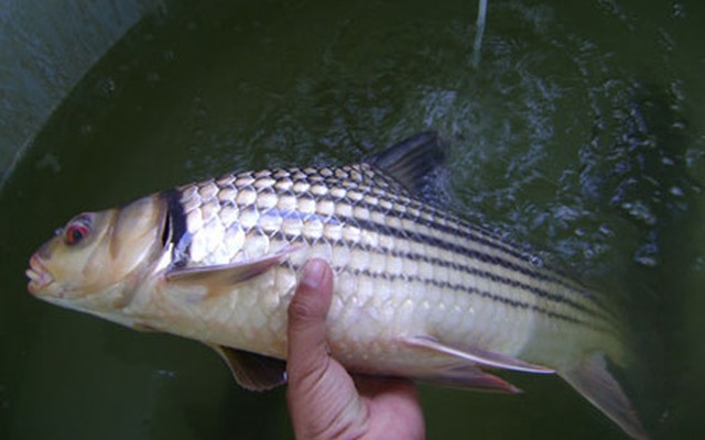 “Báu vật sông Mê Kông” từng được xem là “đặc sản trứ danh”: Đứng trước nguy cơ tuyệt chủng