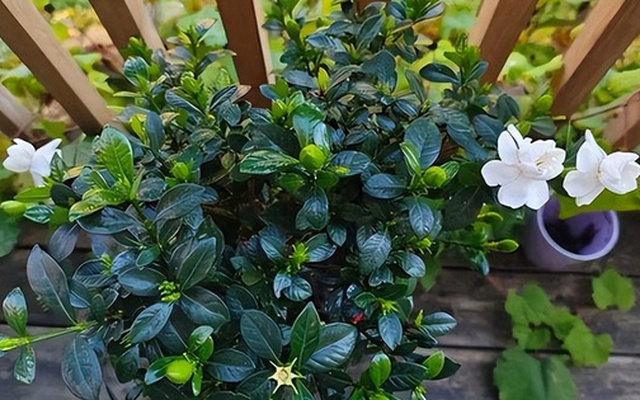 “Hoa âm không thể vào nhà dương”: 5 loại hoa tưởng đẹp nhưng dễ khiến nhà bạn bí bách, hao tài, nên dọn ra ngay