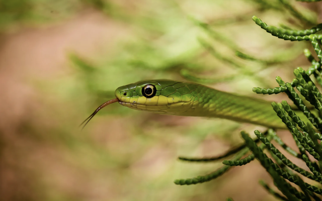 Đừng làm điều này khi gặp rắn vì chúng không sợ đâu - chuyên gia đã kiểm chứng