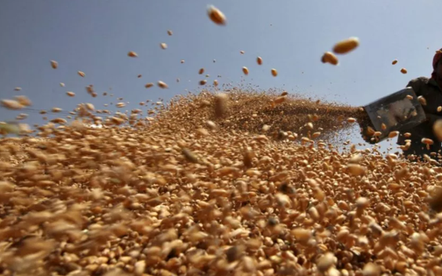 Không phải gạo hay ngô, Ukraine vừa đưa hàng trăm nghìn tấn nông sản quan trọng về Việt Nam chỉ trong 1 tháng: Nước ta tiêu thụ đứng top thế giới, thuế nhập khẩu 0%