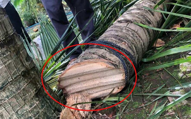 Vụ xôn xao clip "tôn bay chém đứt cây dừa" vì bão số 13: Người đăng lên tiếng