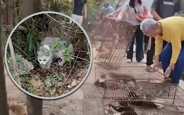 Thả 400 con mèo "phóng sinh" gây phẫn nộ ở Trung Quốc