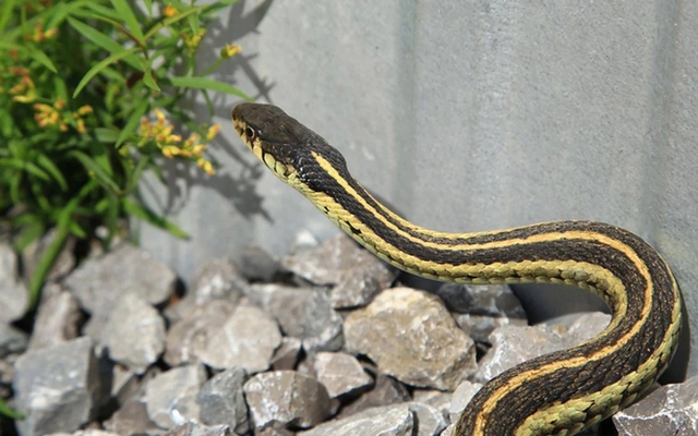 5 con đường rắn bò vào nhà mà bạn có thể không ngờ tới