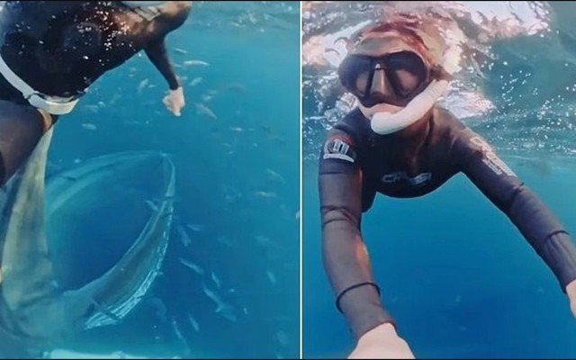 "Thủy quái" khổng lồ bất ngờ lao đến dưới biển sâu: Thợ lặn suýt bị nuốt chửng trong tích tắc