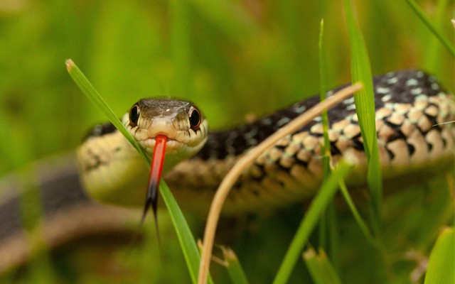 Bất ngờ với 8 "thủ phạm" dẫn rắn tới nhà