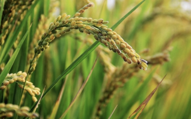 Philippines dừng nhập khẩu, gạo Việt vẫn ‘ăn nên làm ra’ tại loạt thị trường, một quốc gia châu Á vừa tăng nhập khẩu đến 25.000%