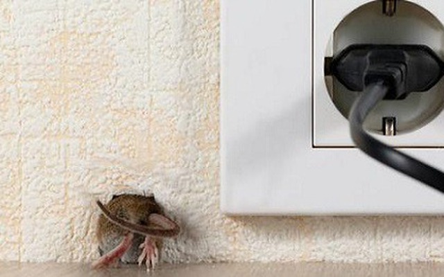 Chuột lẻn vào nhà, điềm báo bạn không ngờ tới