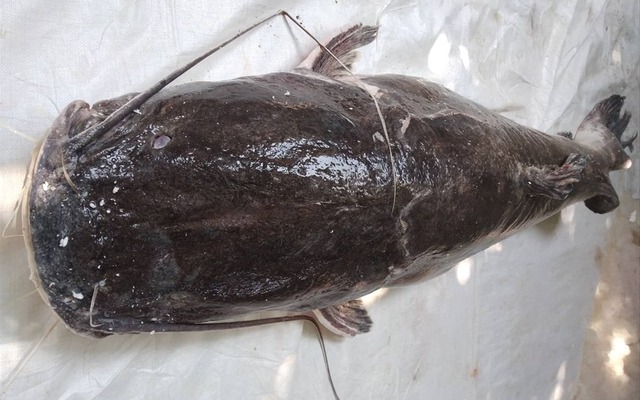 Săn “thủy quái” trên dòng sông chảy ngược ở Tây nguyên