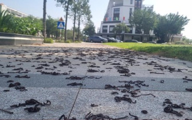 Kinh hãi hàng nghìn con giun đất bò lên vỉa hè, chết khô